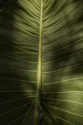 Maui Visitors Bureau