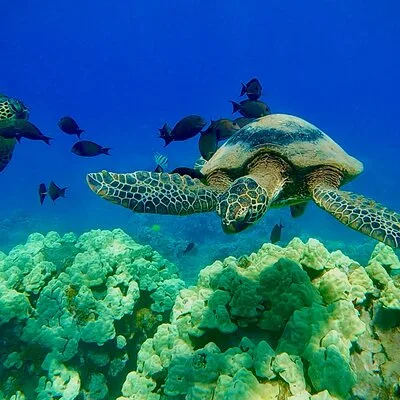 Marine Biologist Guided Snorkel Tour from Shore at Turtle Town